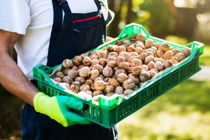 10 Reasons why investing in walnut trees is the best passive income option of 2022