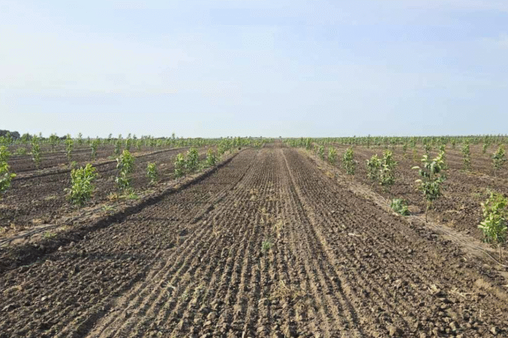 Panonija Plantation