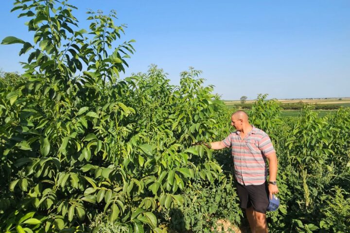 Establishing your own orchard - plant the best saplings