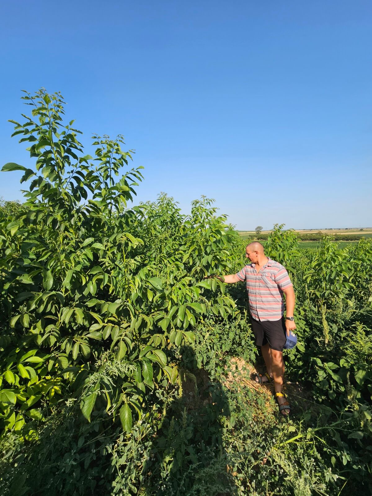 Establishing your own orchard - plant the best saplings