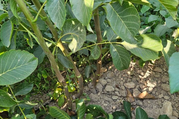 Establishing your own orchard - plant the best saplings
