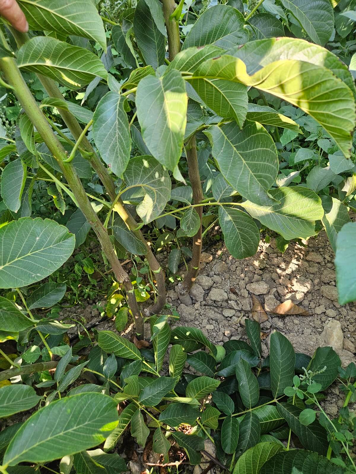 Establishing your own orchard - plant the best saplings