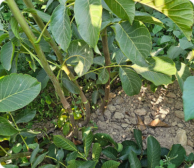 Plantation and sapling gallery